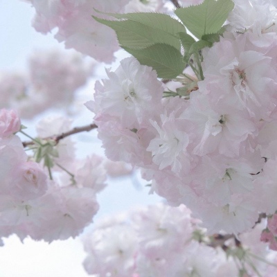 Furry兽设设计灵感合集Furry群